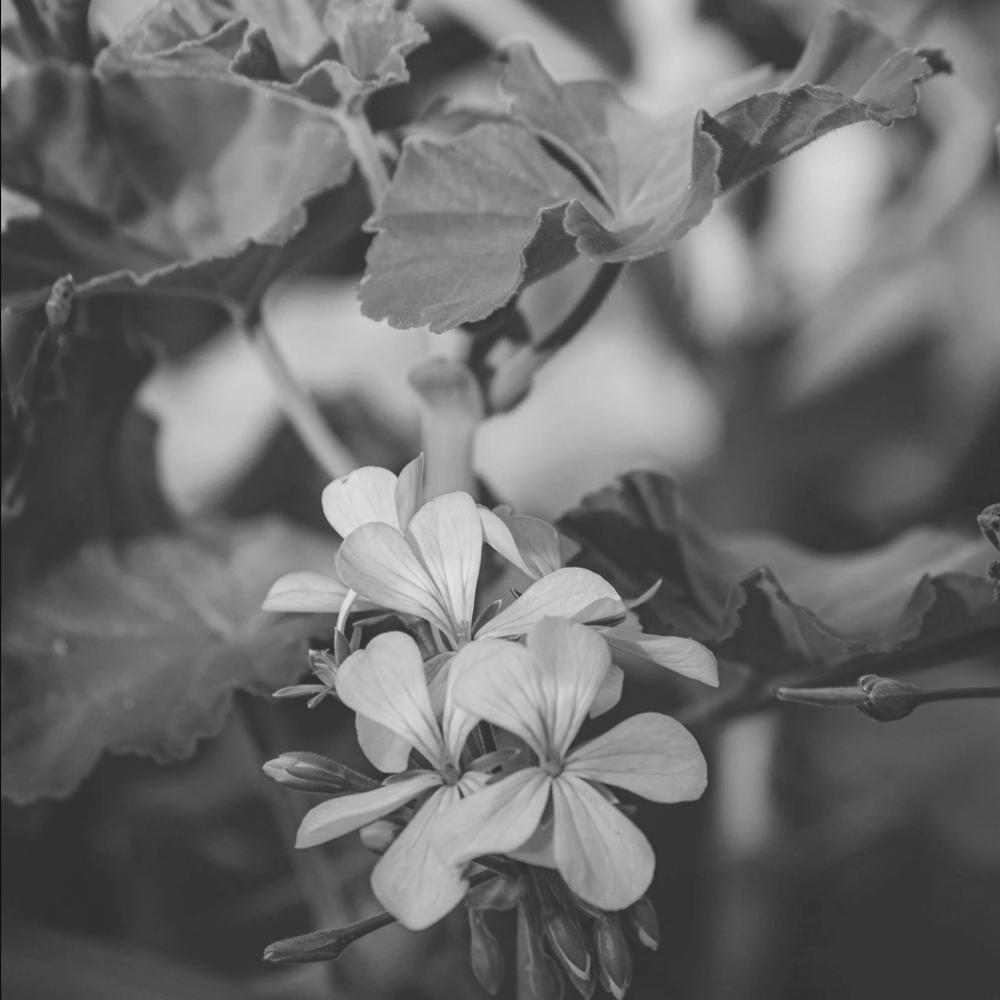 Naturalne mydło aloesowe - Mayena hase - 120g