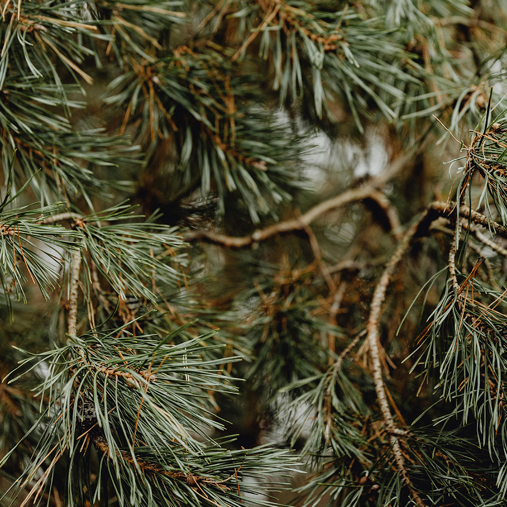 Naturalne mydło w kostce sosna, limonka - Mayena hase - 120g