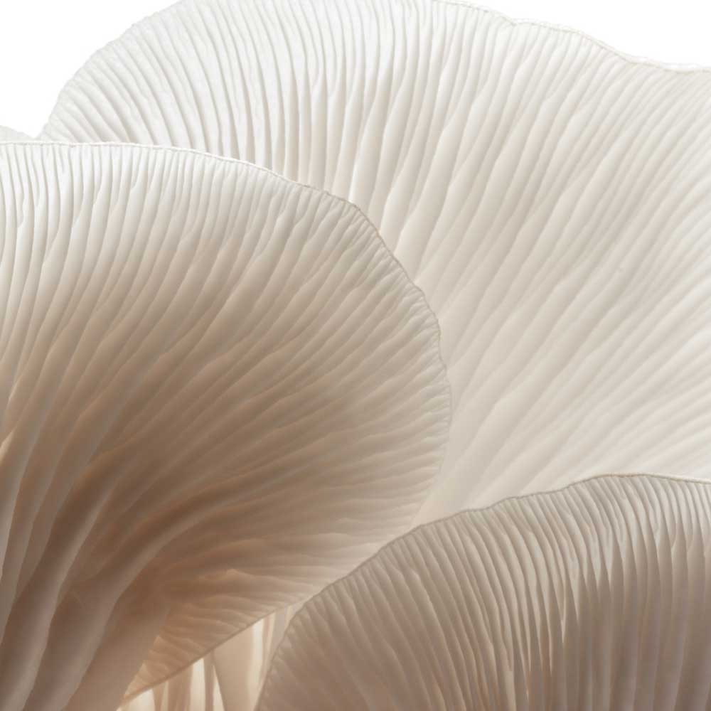 Grzyby witalne - azjatycki sekret na długowieczność