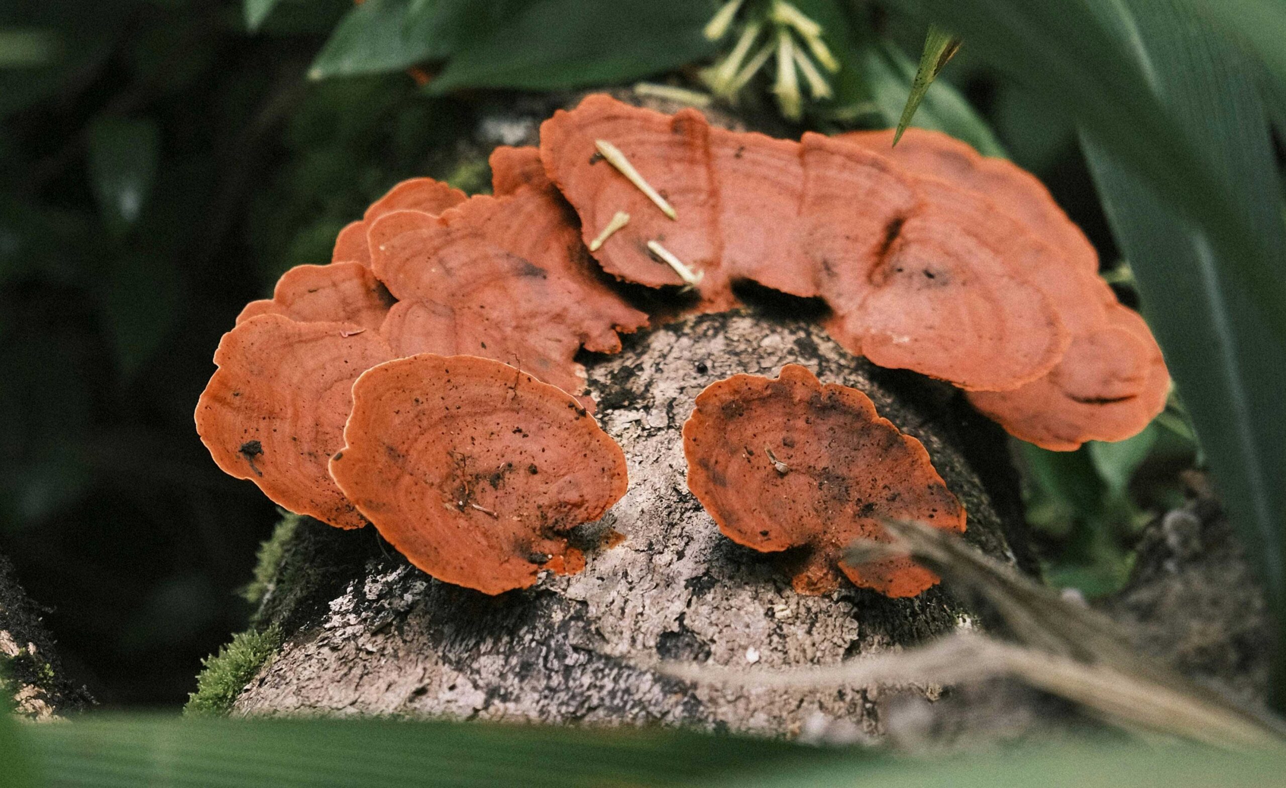Grzyby witalne - azjatycki sekret na długowieczność