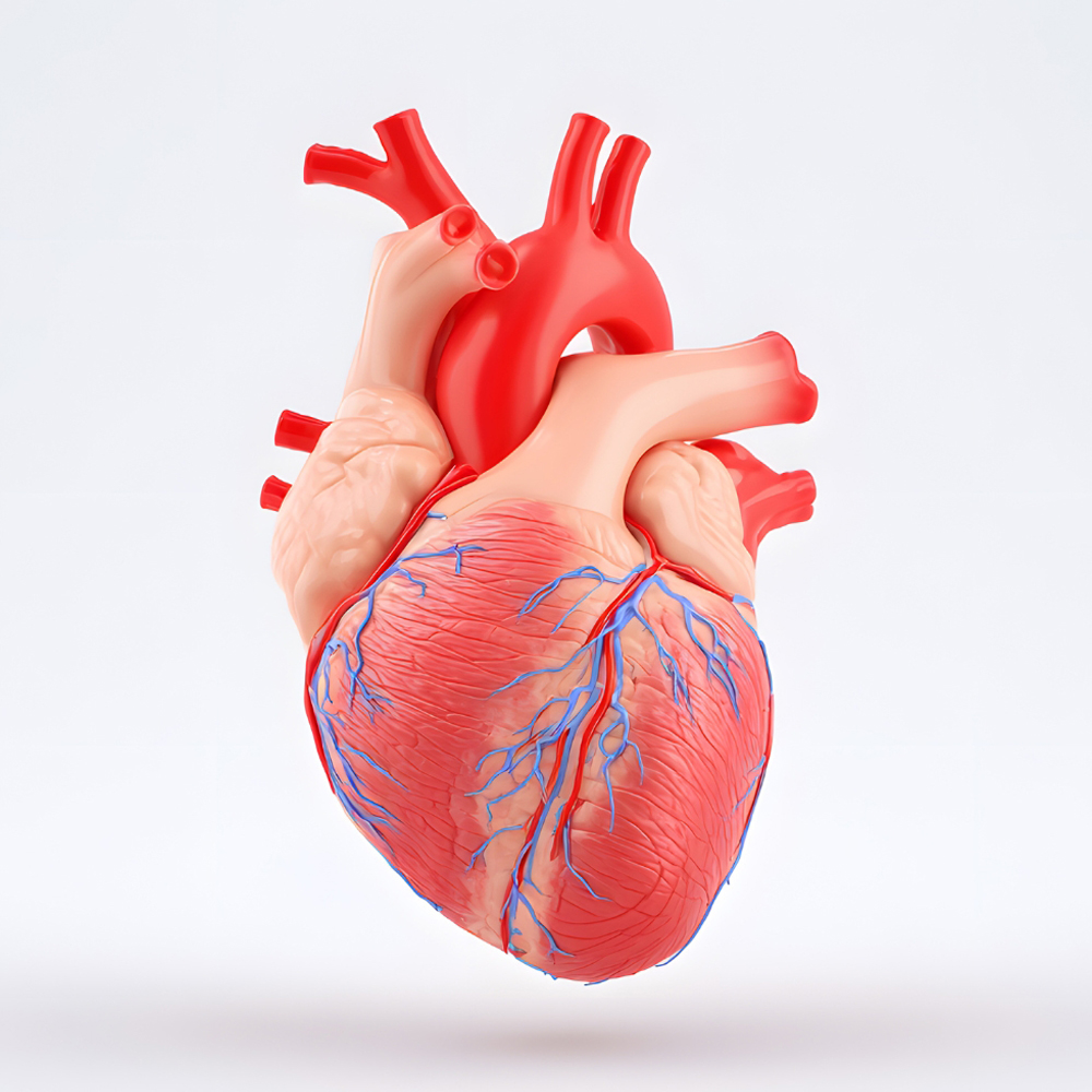 Ubichinol a ubichnon